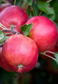 Apples Braeburn /Mariri per kg