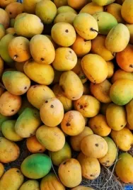 Mangoes   OZ  each