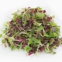 Microgreen SFRESH